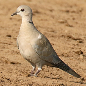 Eurasian Collared-Dove